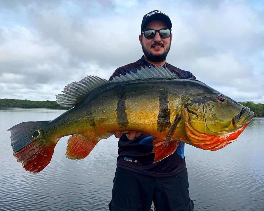 Peacock Bass fishing at Amazon Xplor Lodge in Brazil