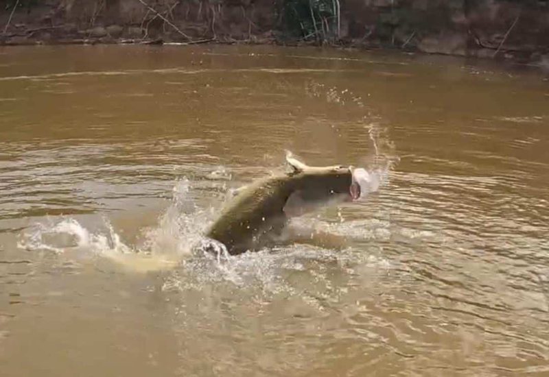 Arapaima