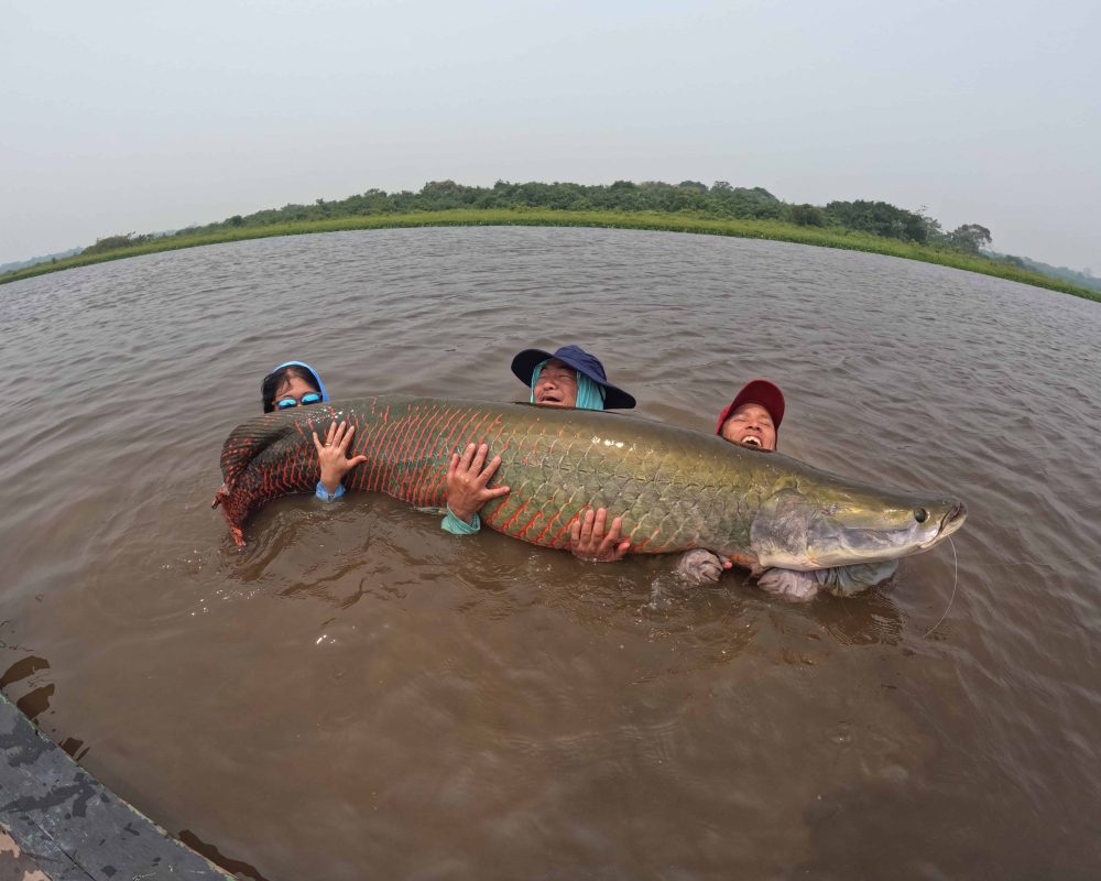 Arapaima