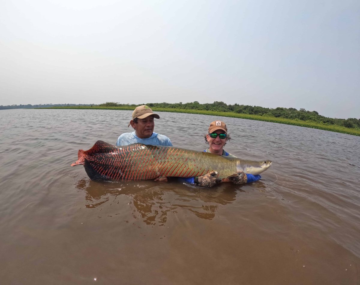Arapaima
