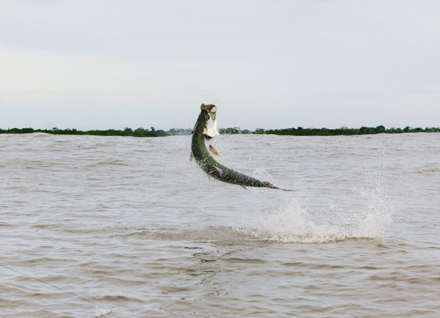 tarpon jumping on the rio colorado in costa rica