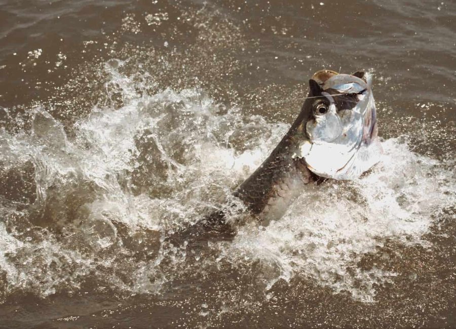tarpon fishing in costa rica