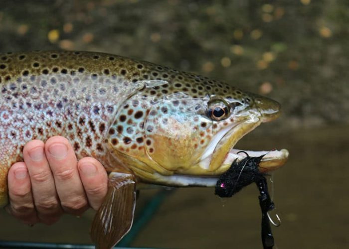 Fly fishing at Chimalfe Patagonia Lodge in Chile