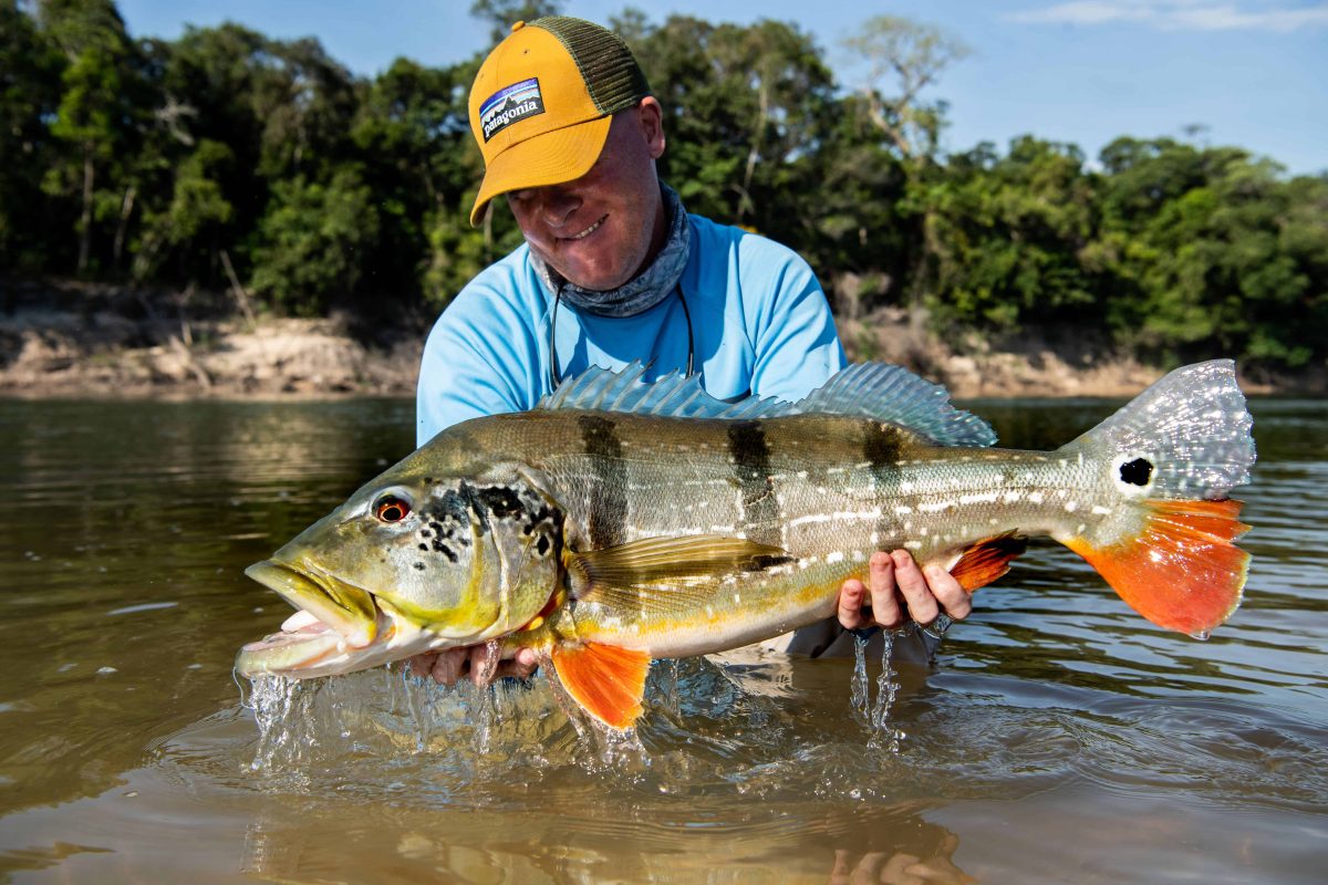 Peacock Bass caught near akuani floating camp in colombia