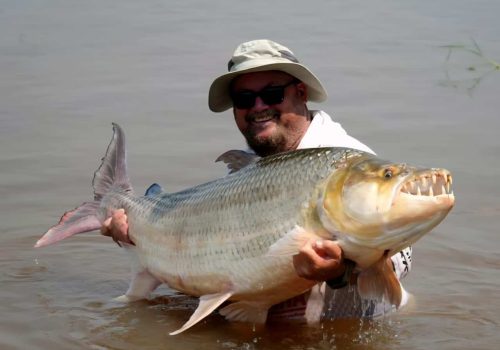 Congo River Goliath Tigerfish