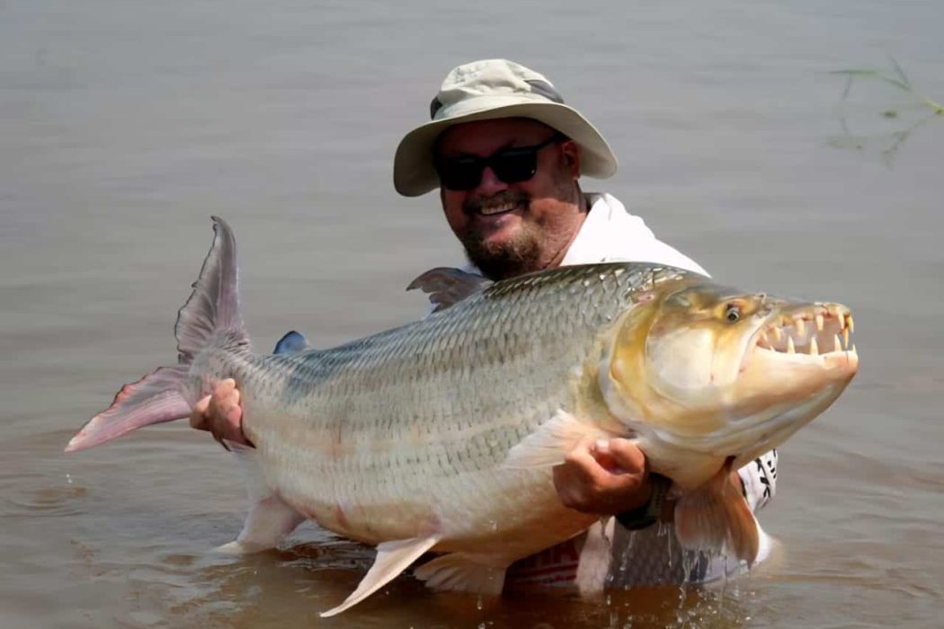 Congo River Goliath Tigerfish