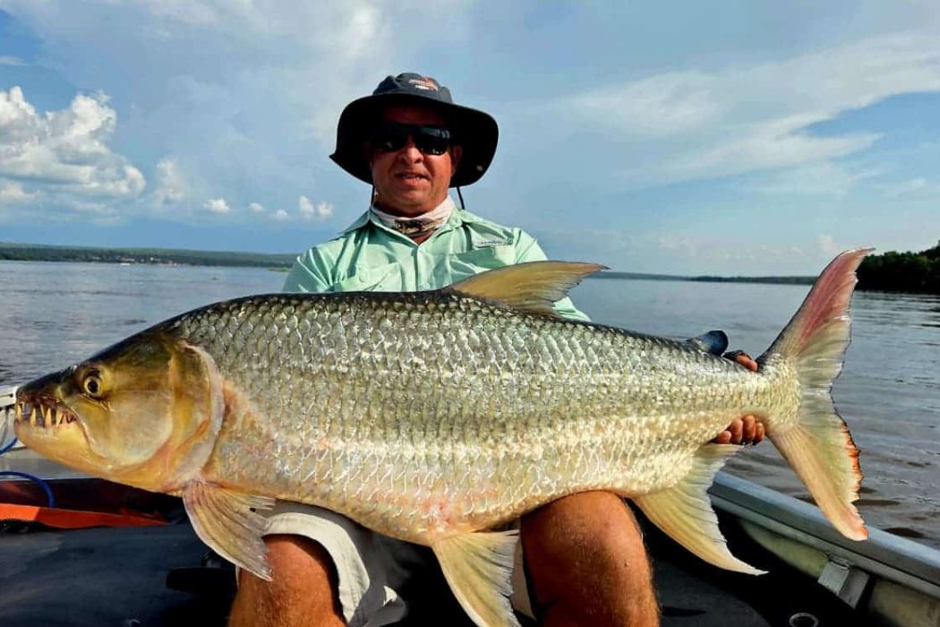 Congo River Goliath Tigerfish