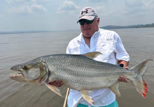 Congo River Goliath Tigerfish