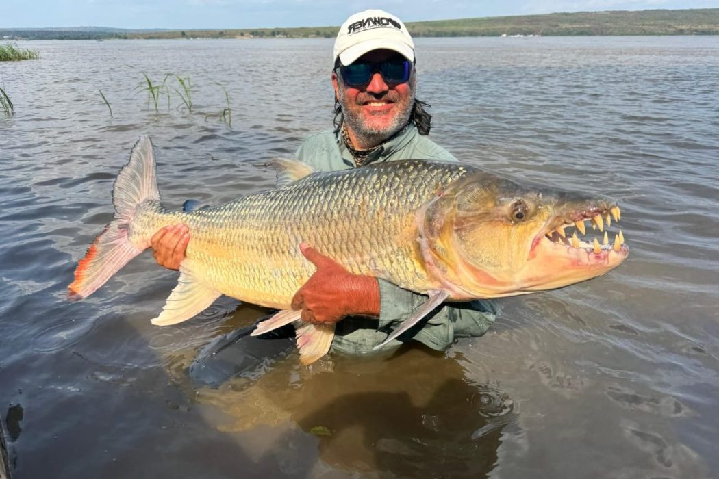 Congo River Goliath Tigerfish