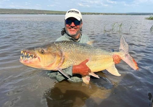 Congo River Goliath Tigerfish