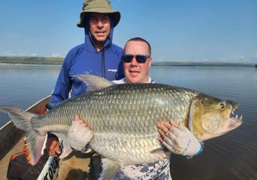 Congo River Goliath Tigerfish