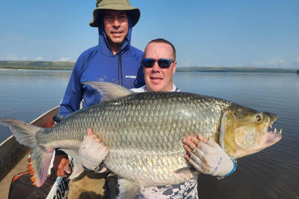 Congo River Goliath Tigerfish