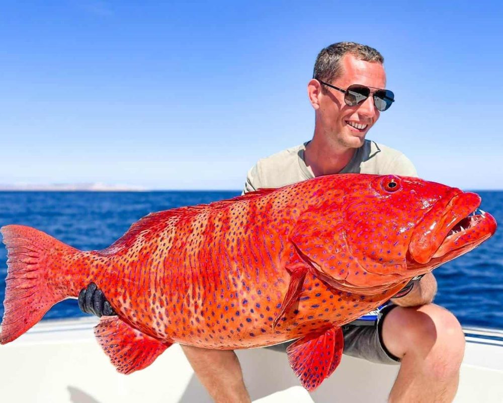 Coral Trout