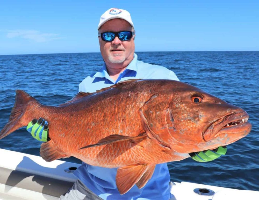 cuberra snapper fishing in panama