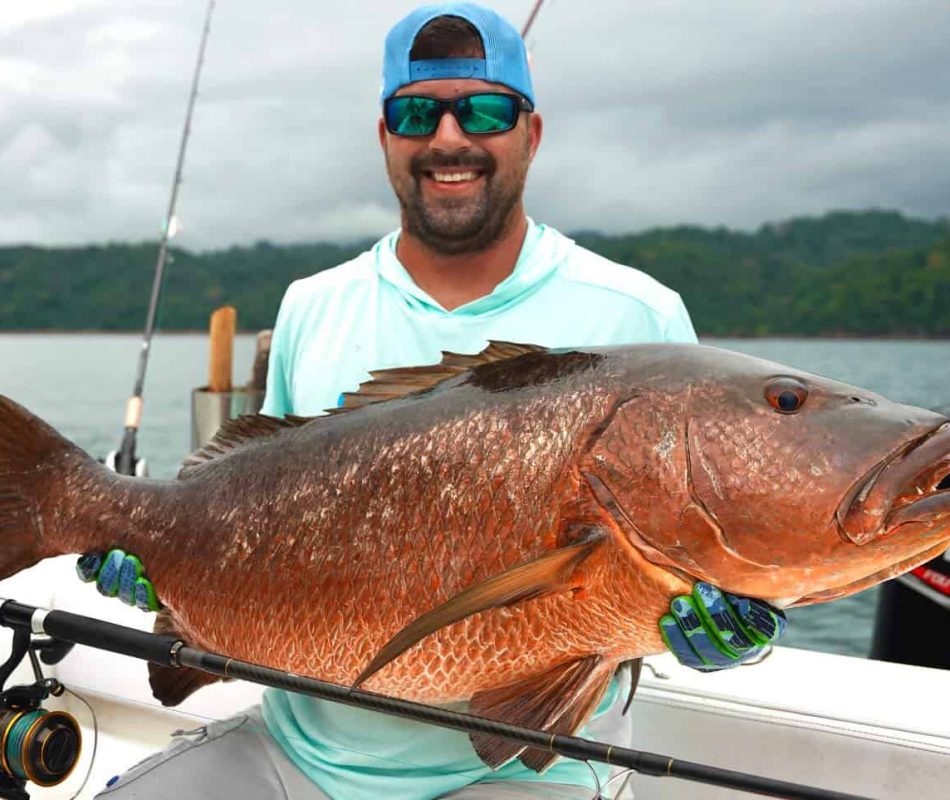 cubera snapper