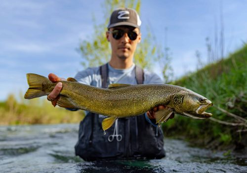 large marble trout caught by fly fisherman