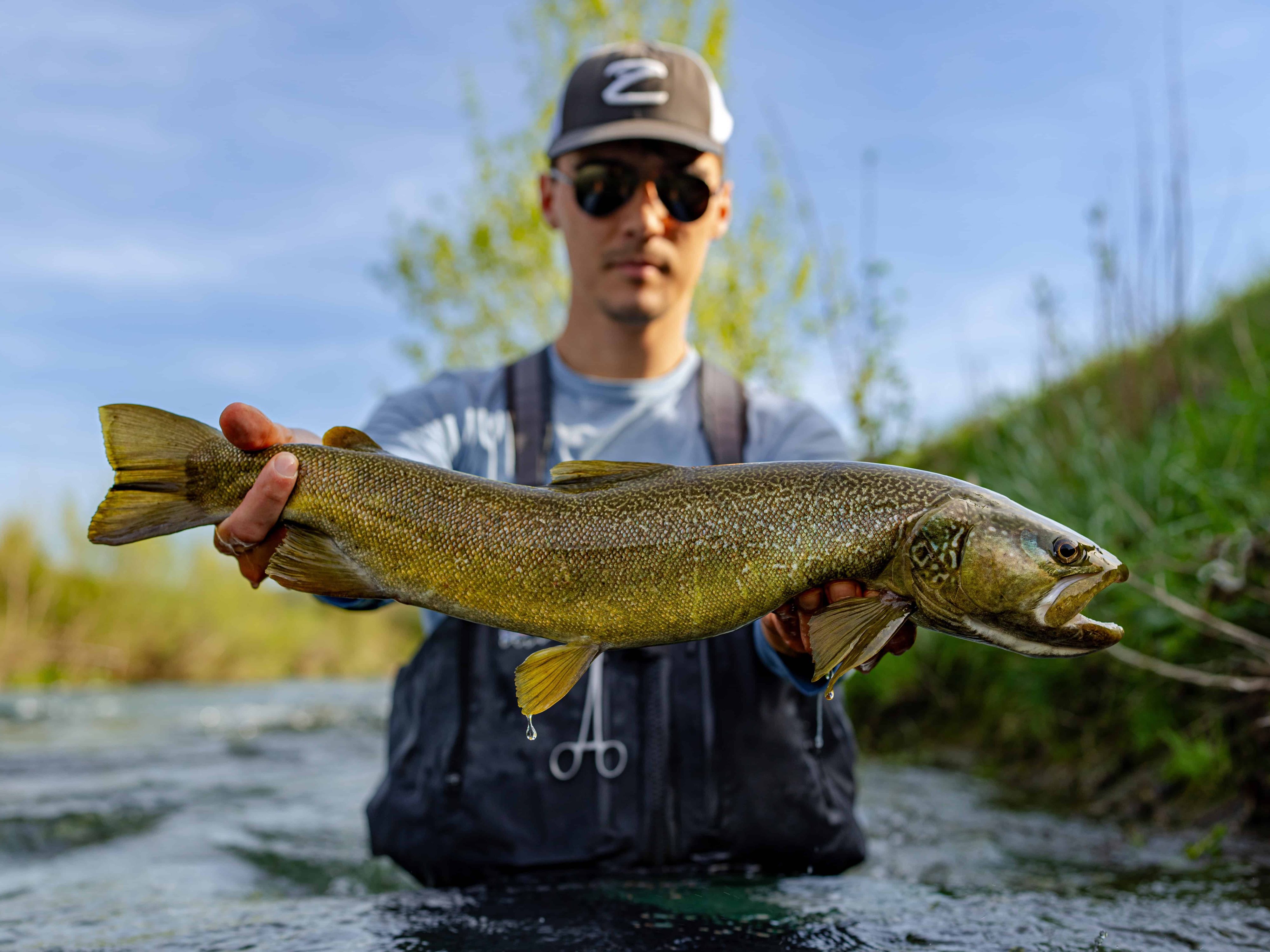 large marble trout caught by fly fisherman