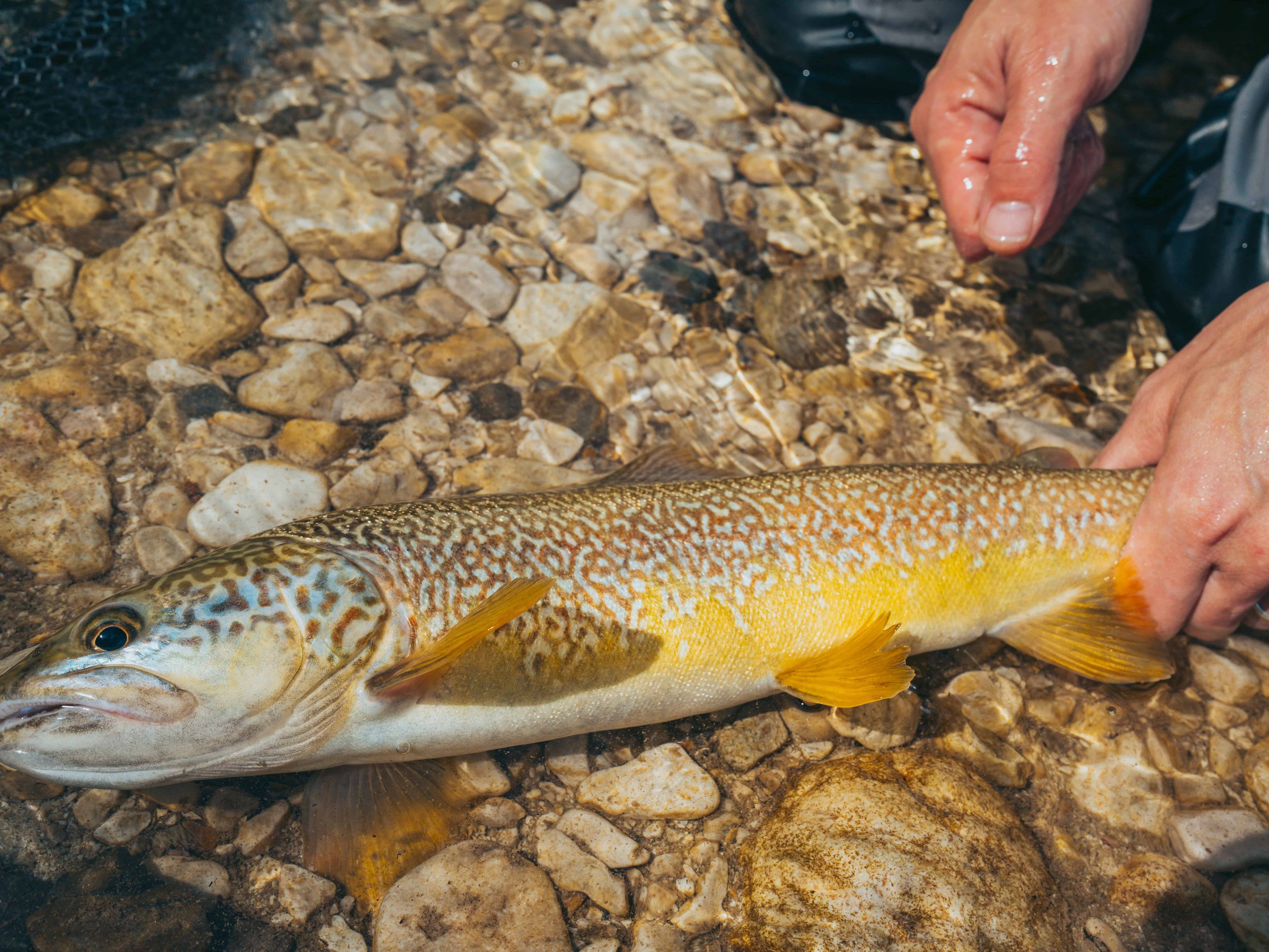 marble trout in the soca valley of slovenia