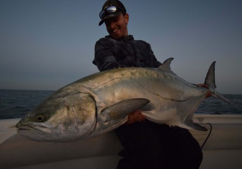 giant leerfish caught in the ebro delta