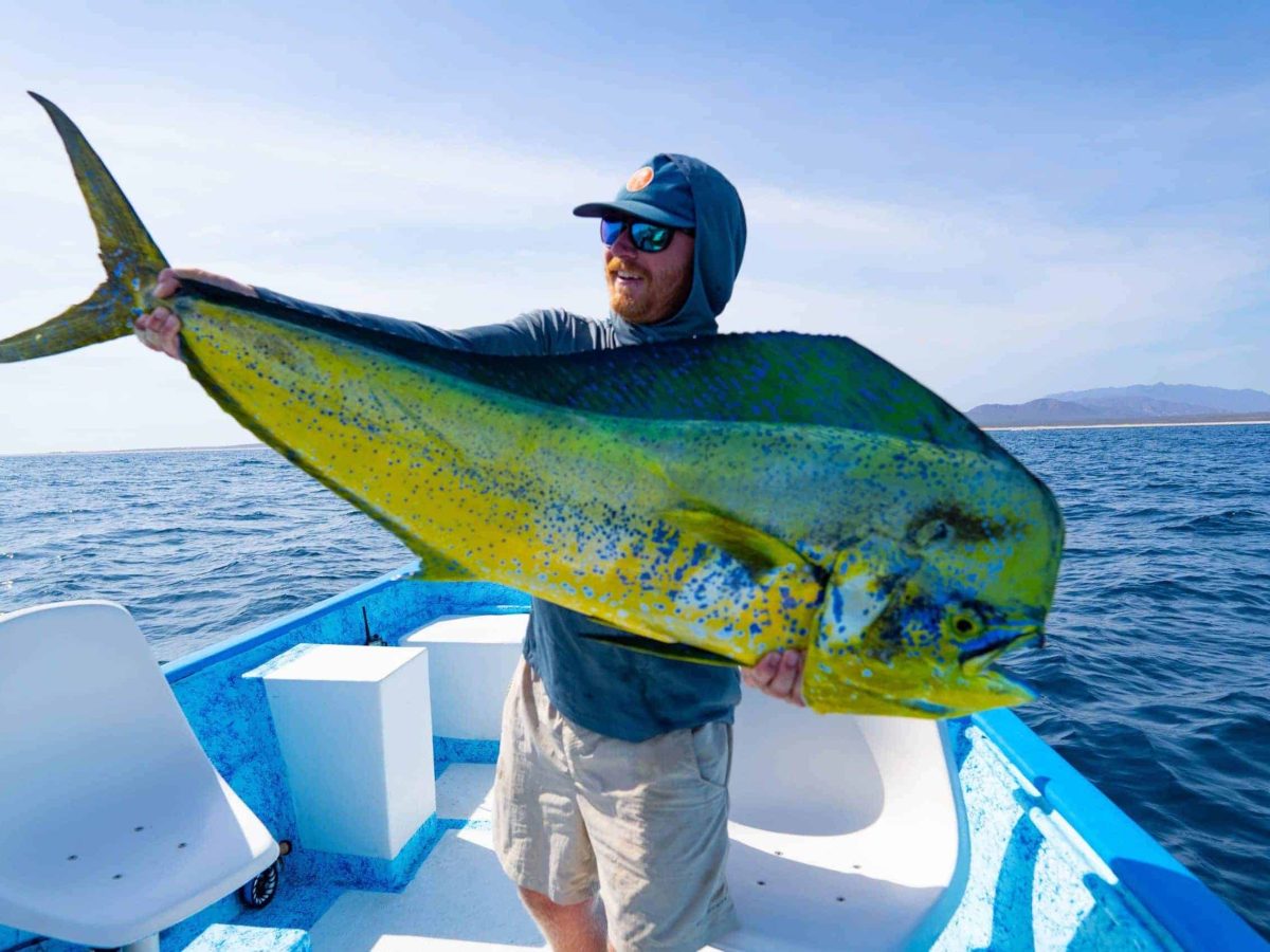 Dorado fishing in baja