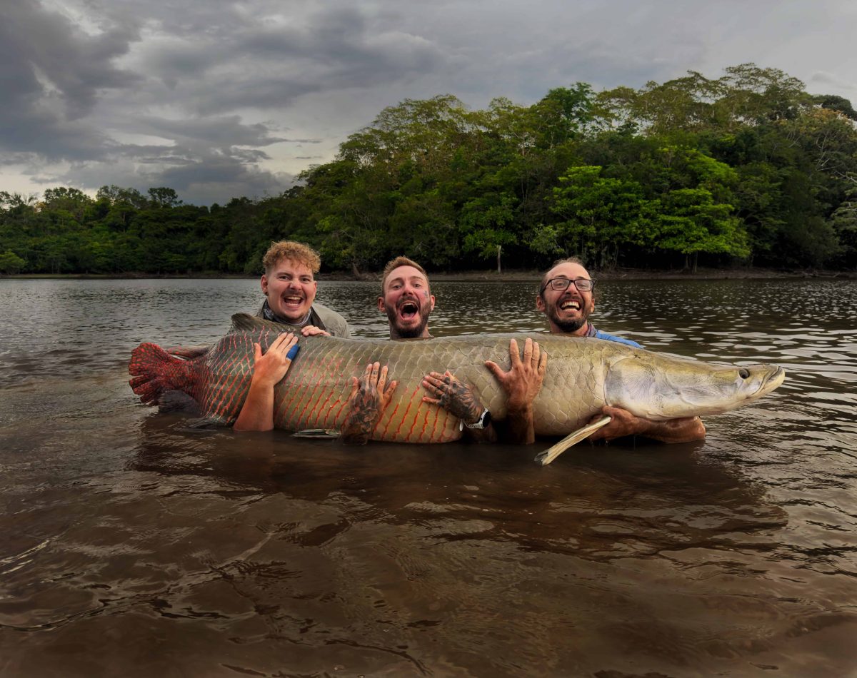 Arapaima fishing in Ecuador Amazon