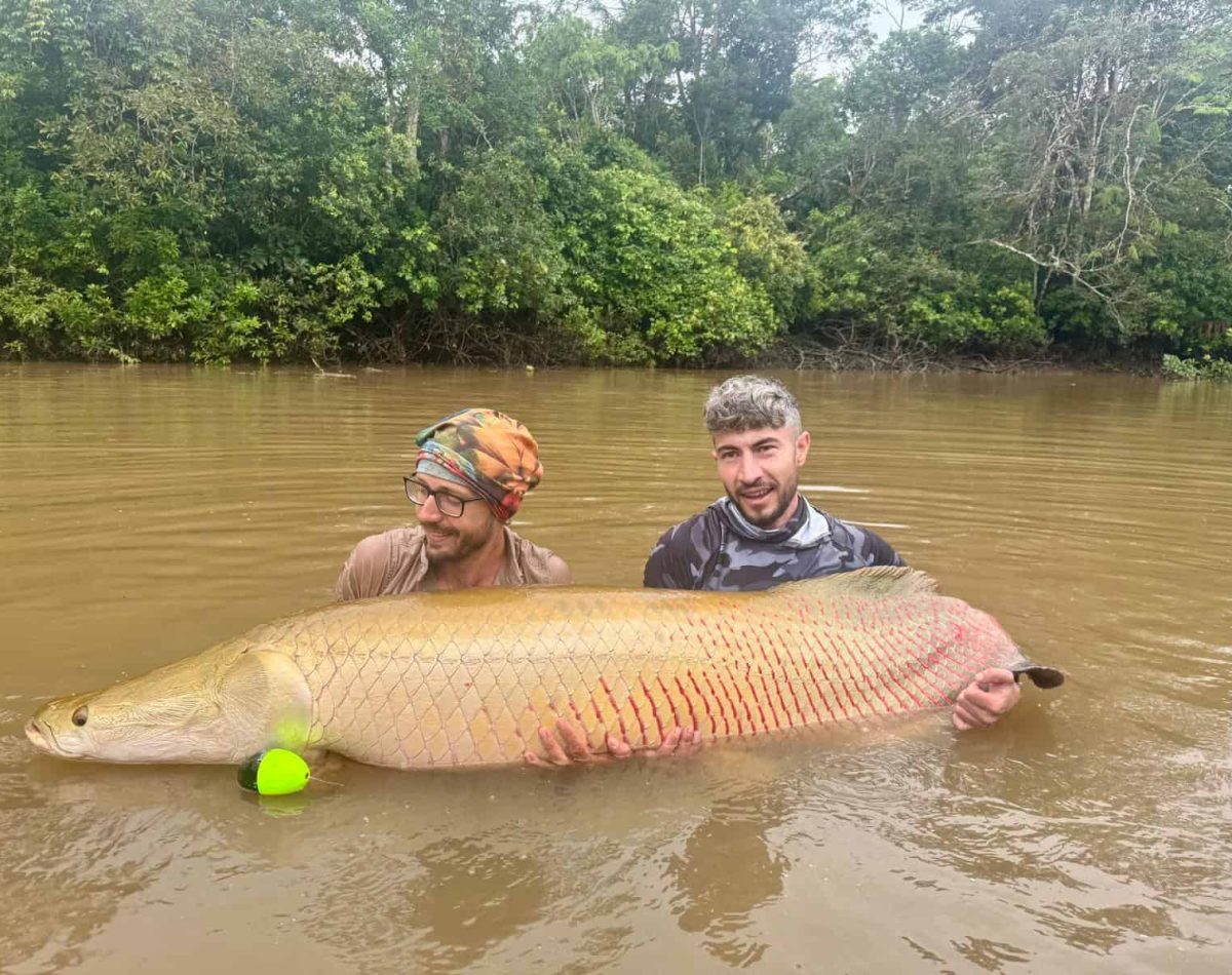 Anglers land an arapaima in Ecuador