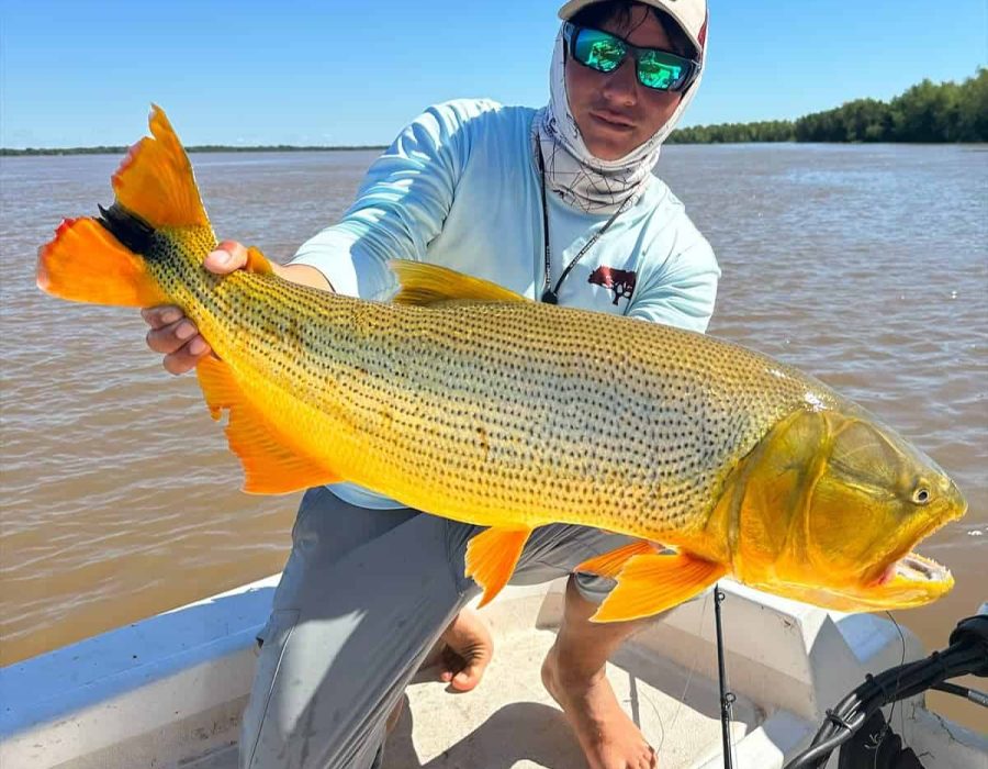 Golden Dorado - Don Joaquín River Lodge