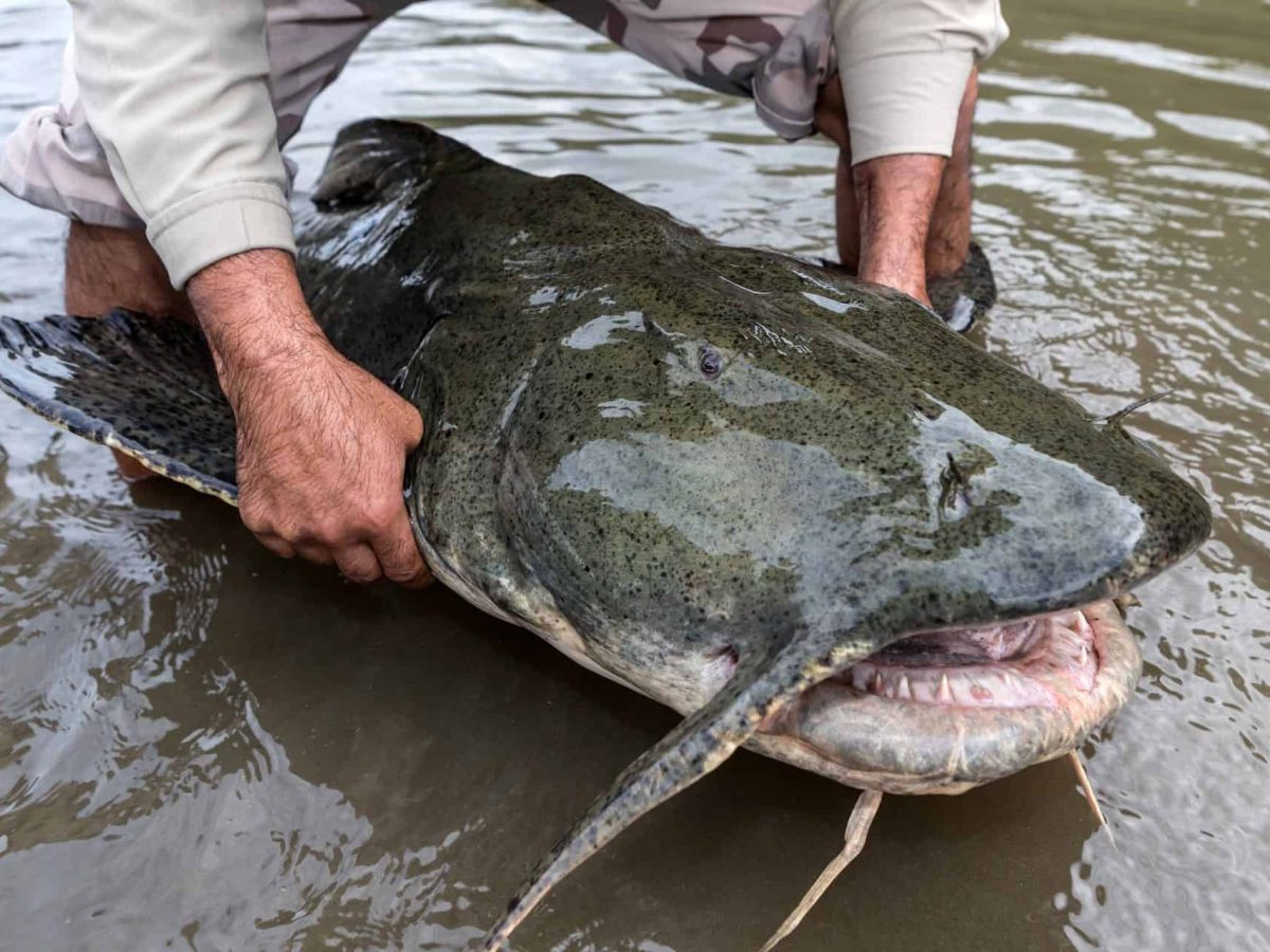 Goonch catfish
