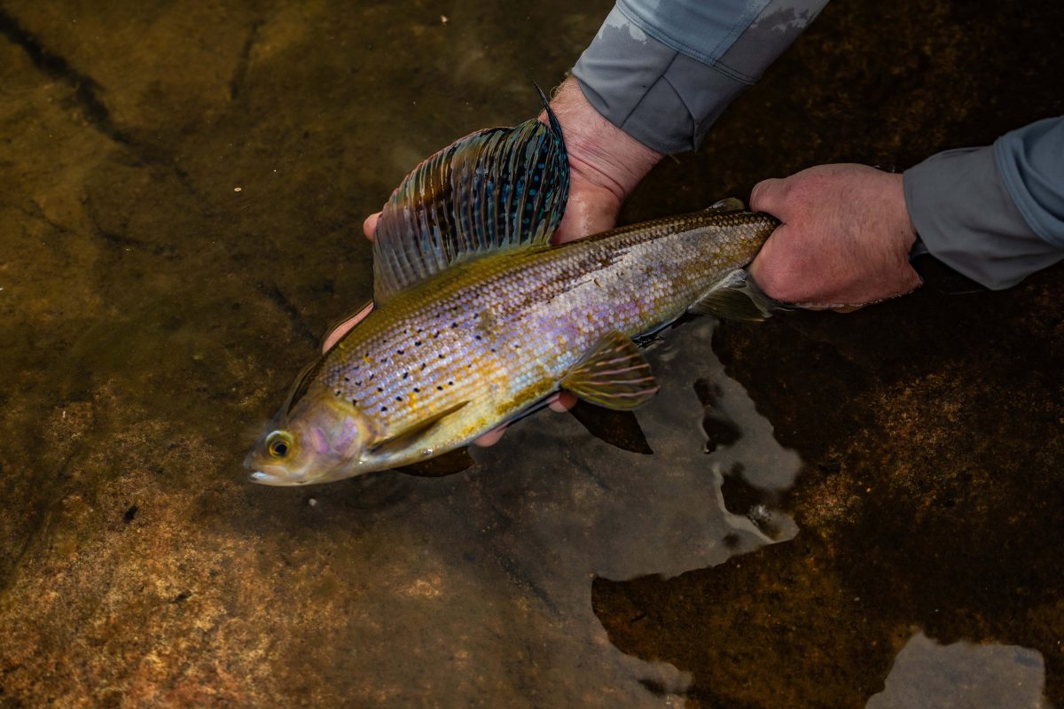 Arctic Grayling