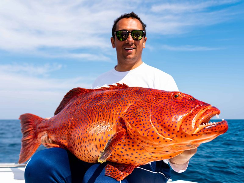 Coral Trout Red Sea
