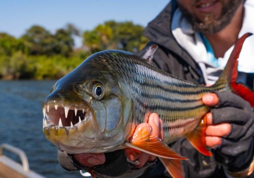 tigerfish teeth on the chobe river