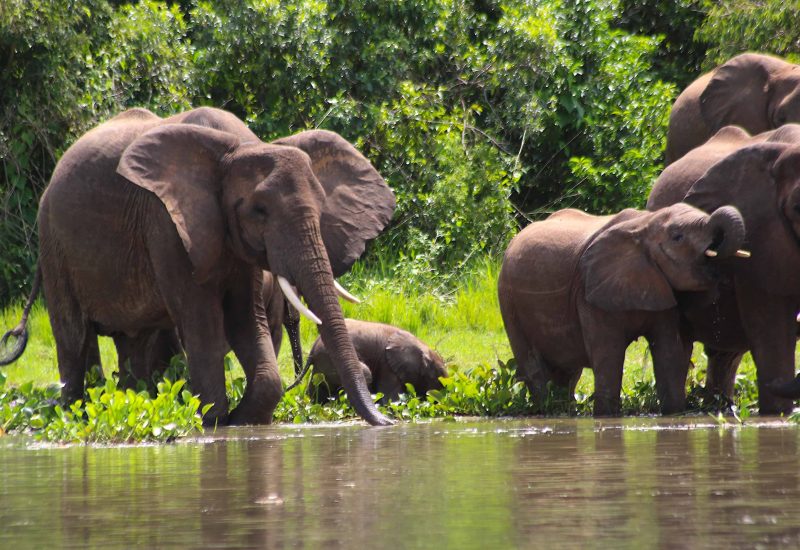 Murchison Falls Uganda