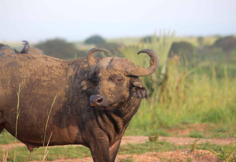Murchison Falls Uganda