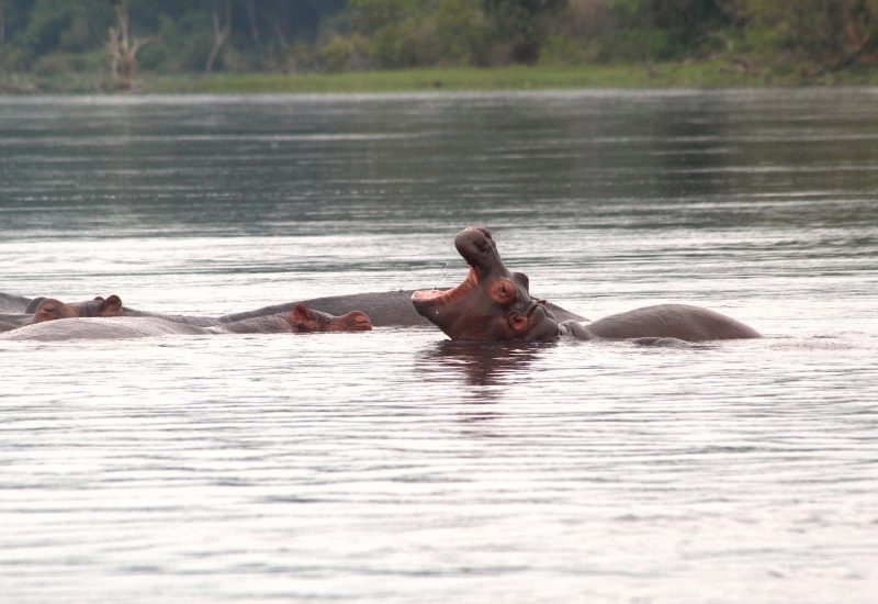 Murchison Falls Uganda