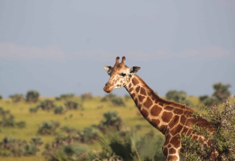 Murchison Falls Uganda