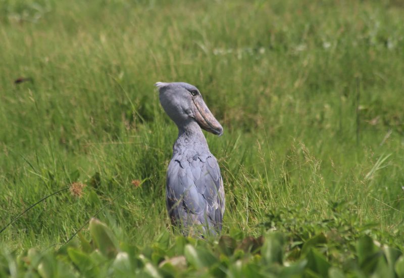 Murchison Falls Uganda