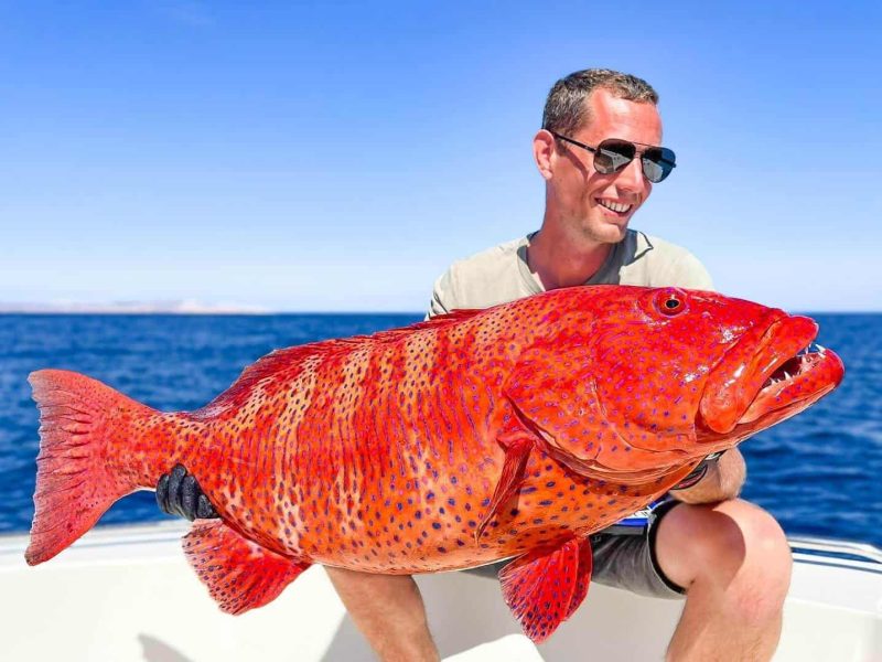 coral trout caught in the red sea egypt