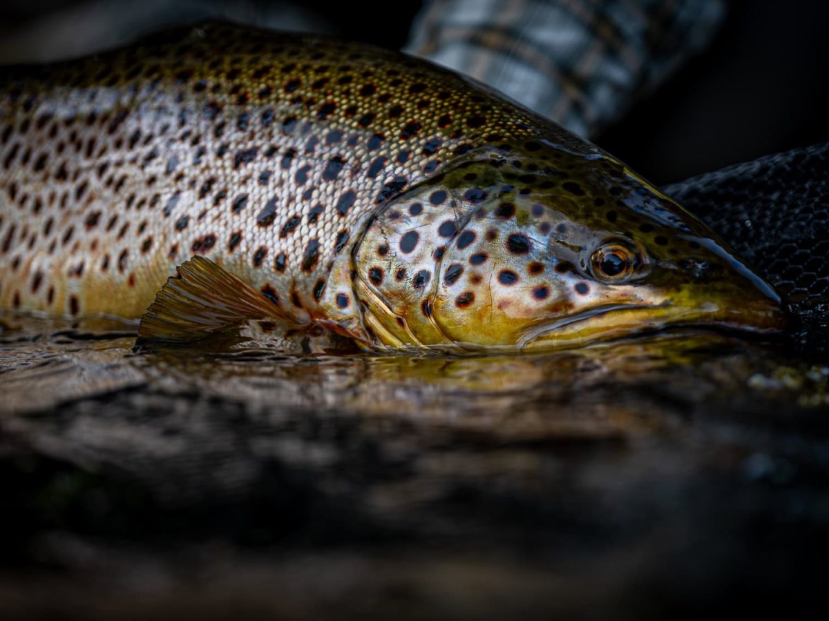 Finnish Troutland