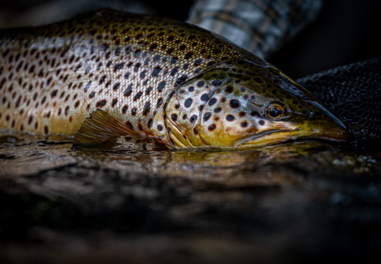 Brown Trout at Finnish Troutland