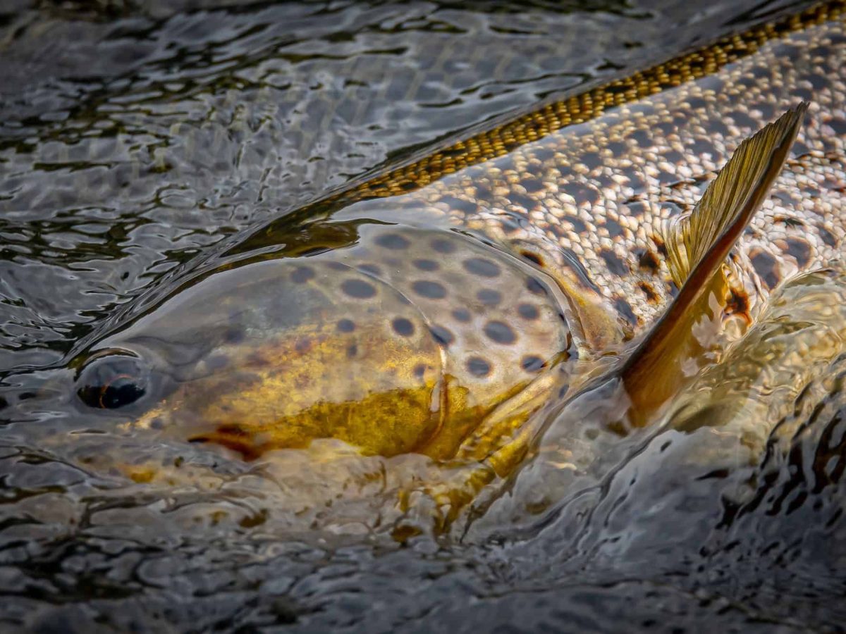 Finnish Troutland