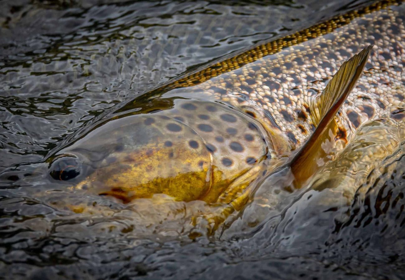 Finnish Troutland