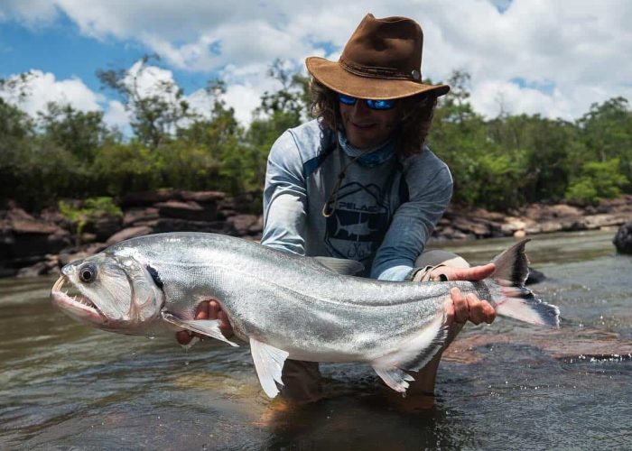 payara caught by angler in colombia