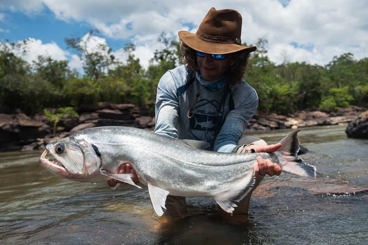 payara caught by angler in colombia