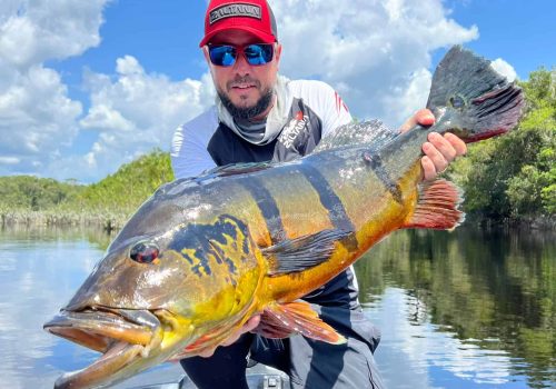 Peacock Bass fishing in the Amazon