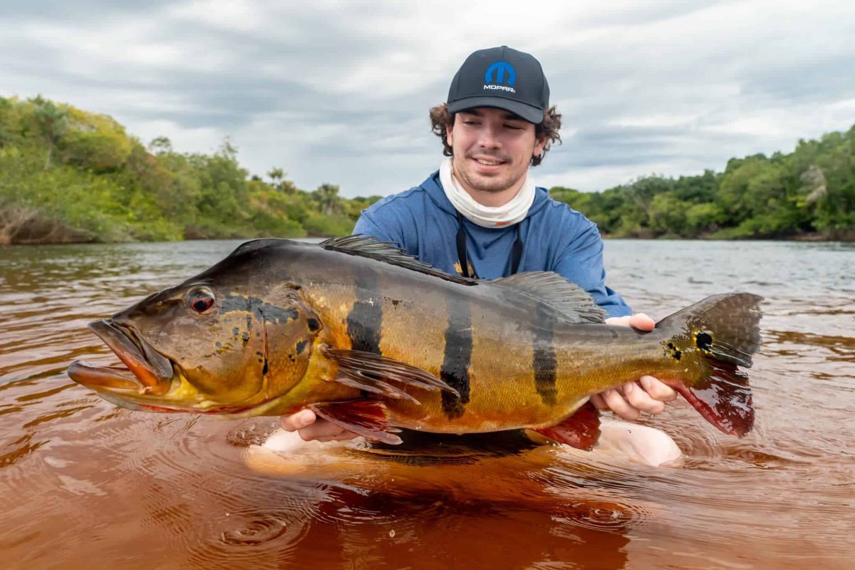 Peacock Bass fishing in the Amazon