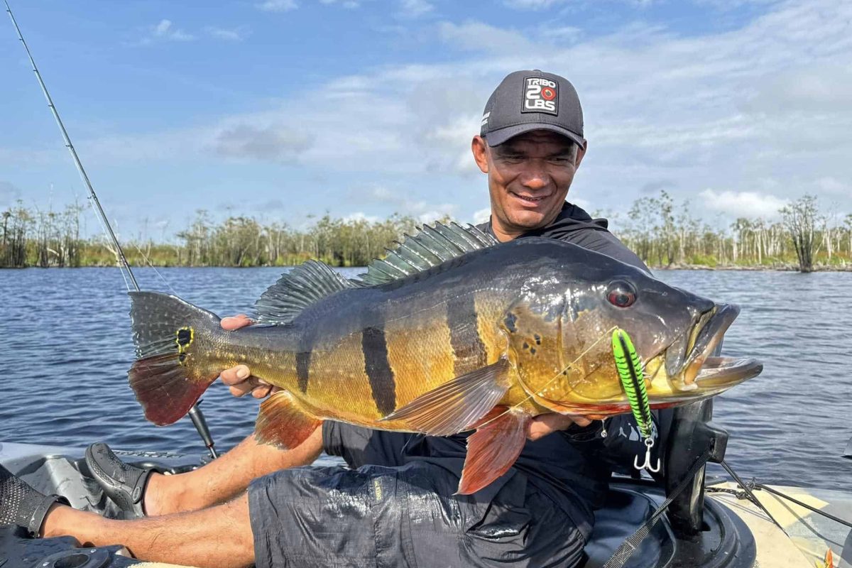 angler holding large peacock bass caught in the amazon