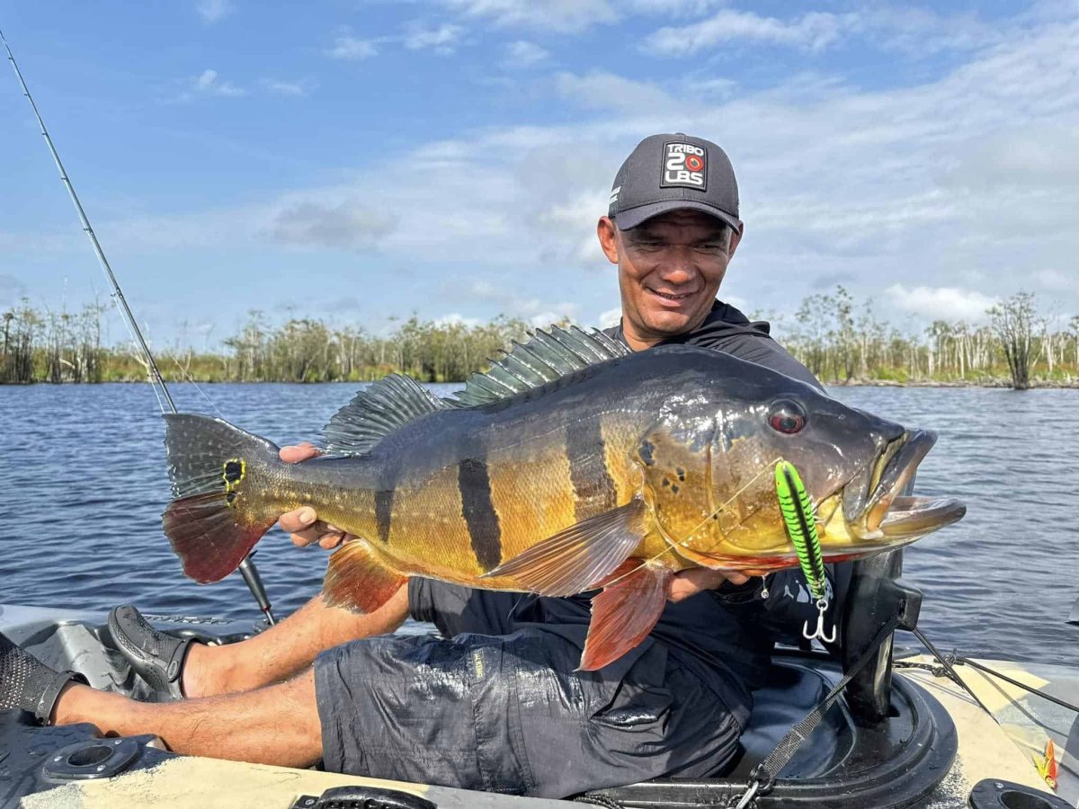 angler holding large peacock bass caught in the amazon