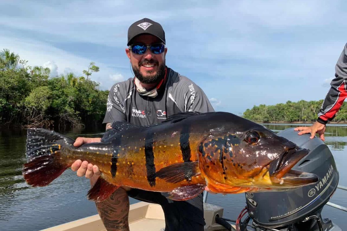 Peacock Bass fishing in the Amazon