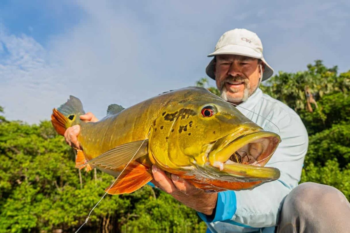 peacock bass fishing in the jungle