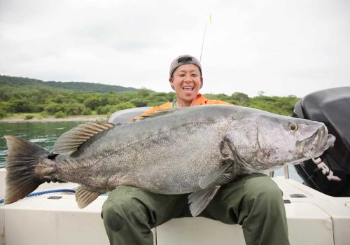 large tanganyikan perch caught by fisherman